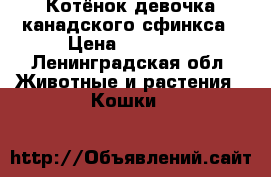 Котёнок девочка канадского сфинкса › Цена ­ 20 000 - Ленинградская обл. Животные и растения » Кошки   